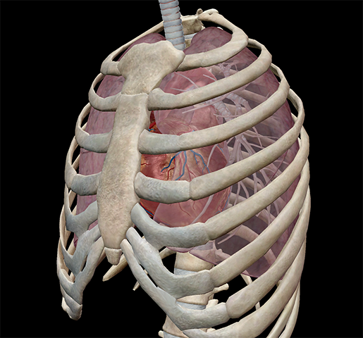 thoracic-cavity-lungs-fit-inside